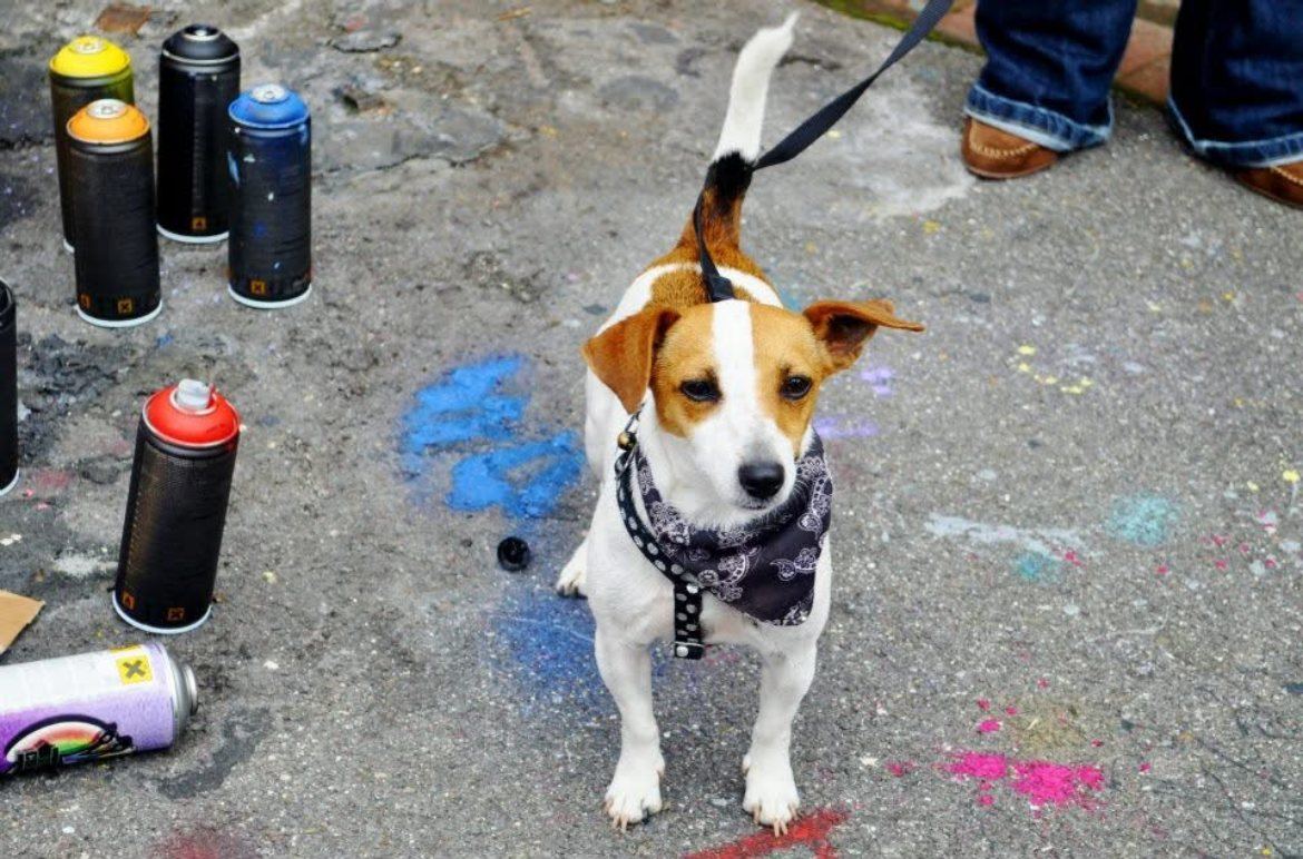 Un chien au milieu des bombes de peinture